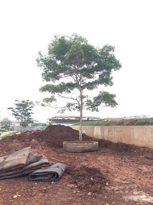 Calidad Nave de elevación de lanzamiento de la dique seco de Marine Rubber Ship Launching Airbags fábrica